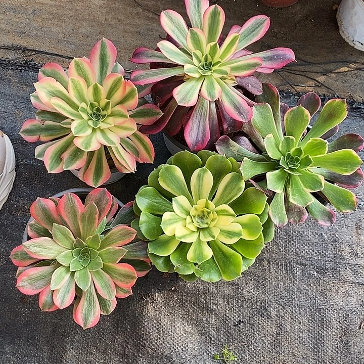 美杜莎女巫桃花妖辛尼亚金丝雀5颗