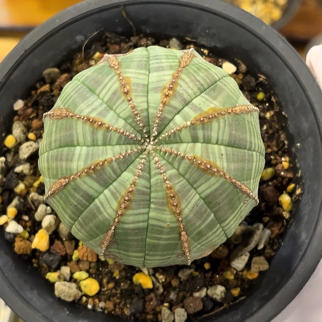 潮流植物优选布纹球，实生