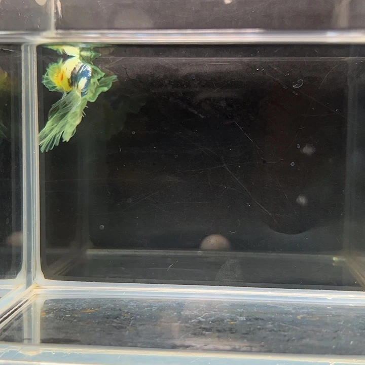 斗鱼一单包邮8日23