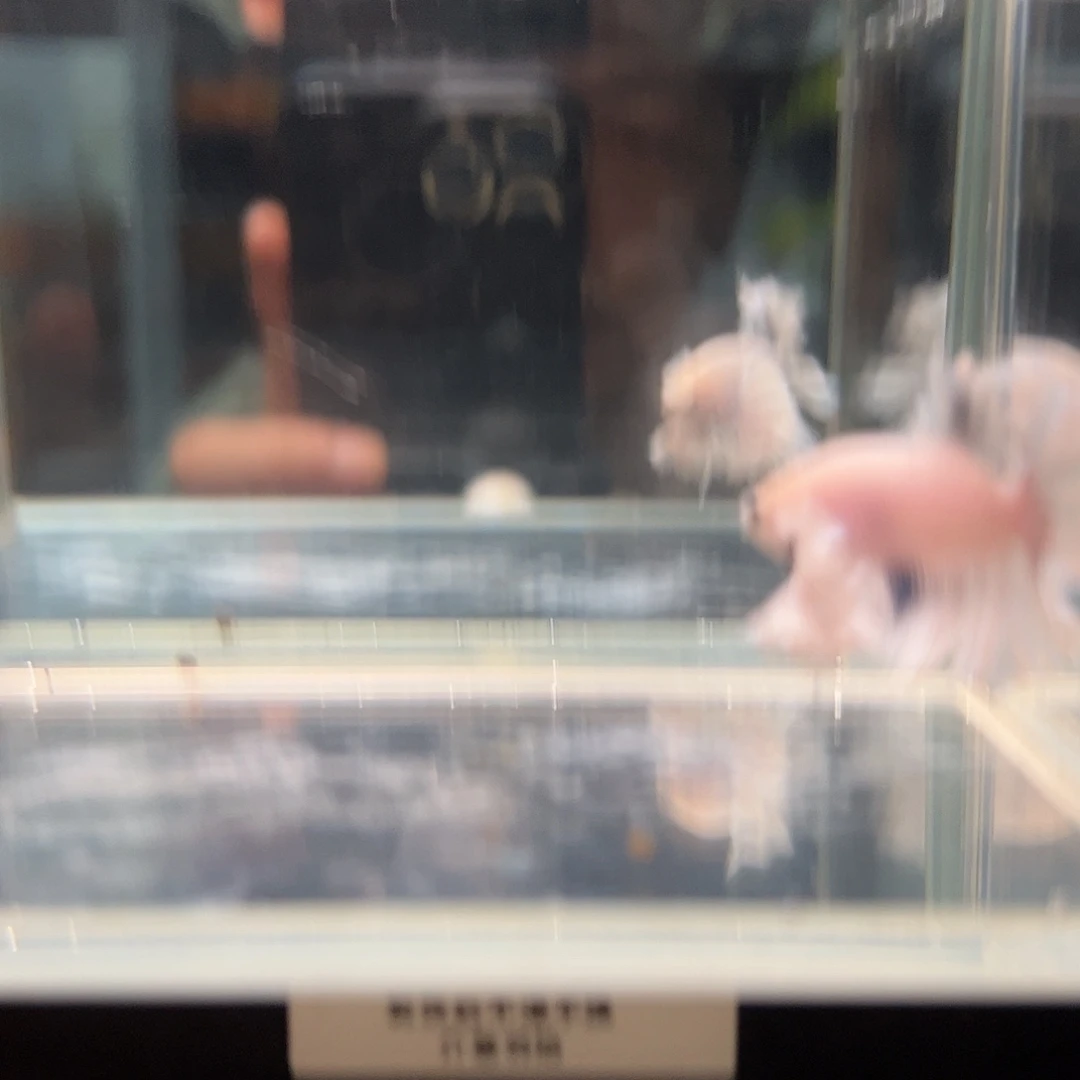 斗鱼 一单包邮22日a07