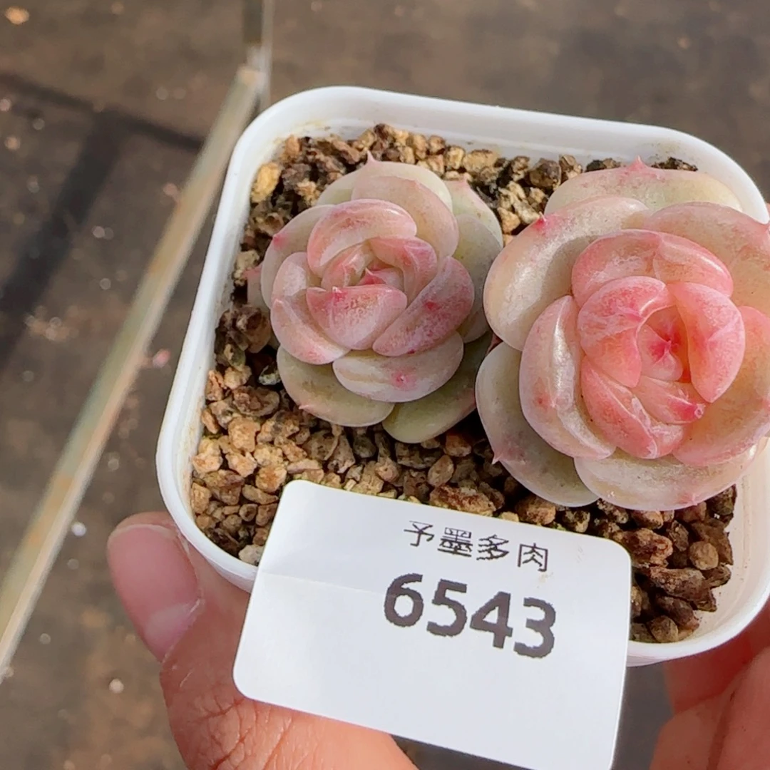 孤品珍妮，6543多肉植物