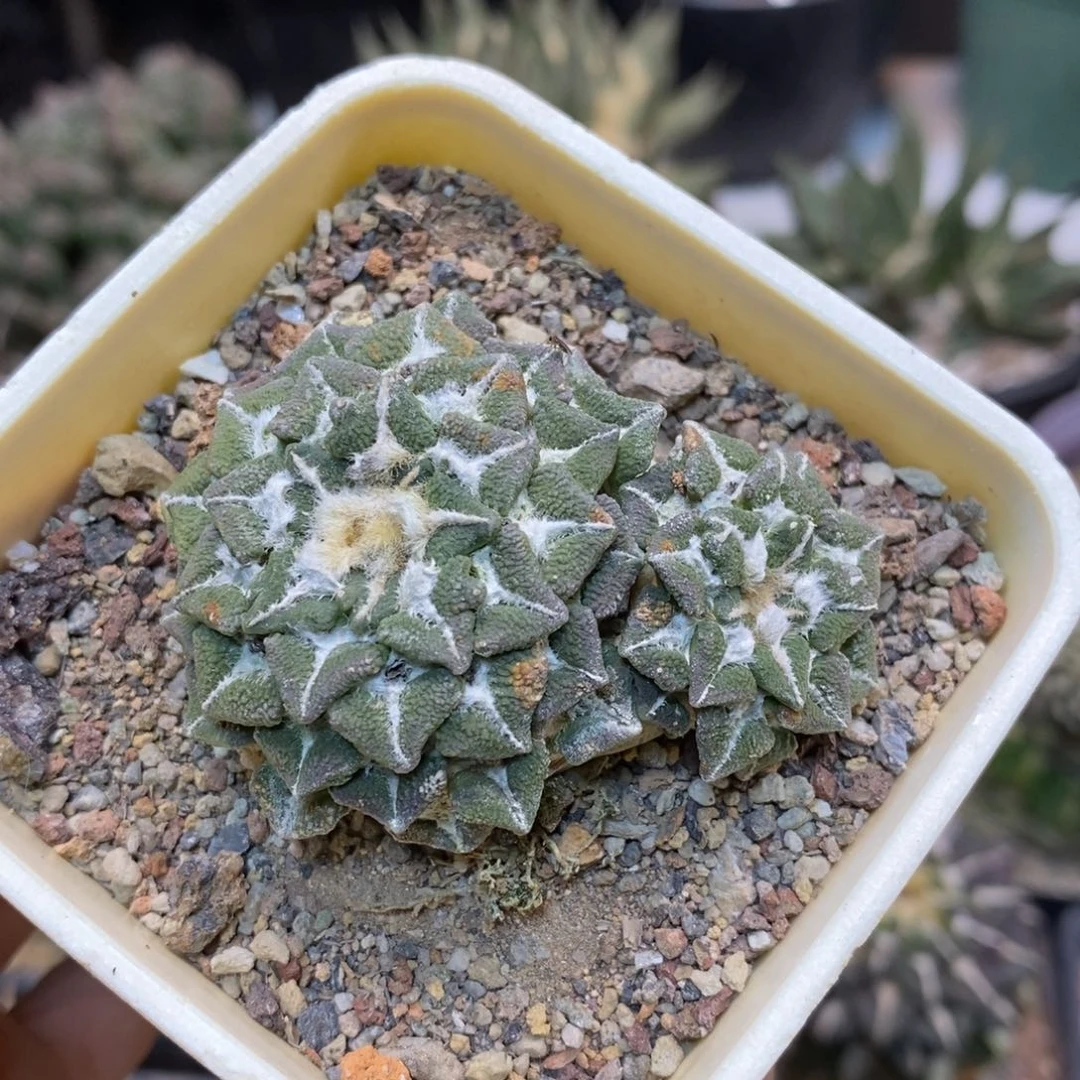 23号 自根大尤黑牡丹6公分带盆土