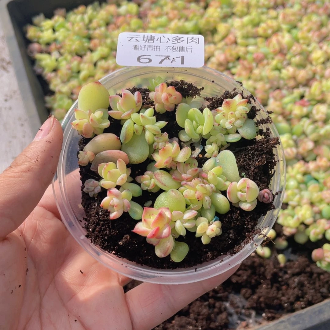 云糖心多肉植物671