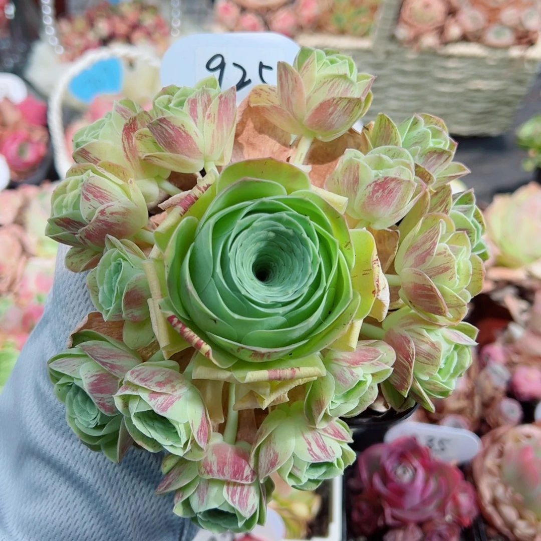 925碧落手捧花。