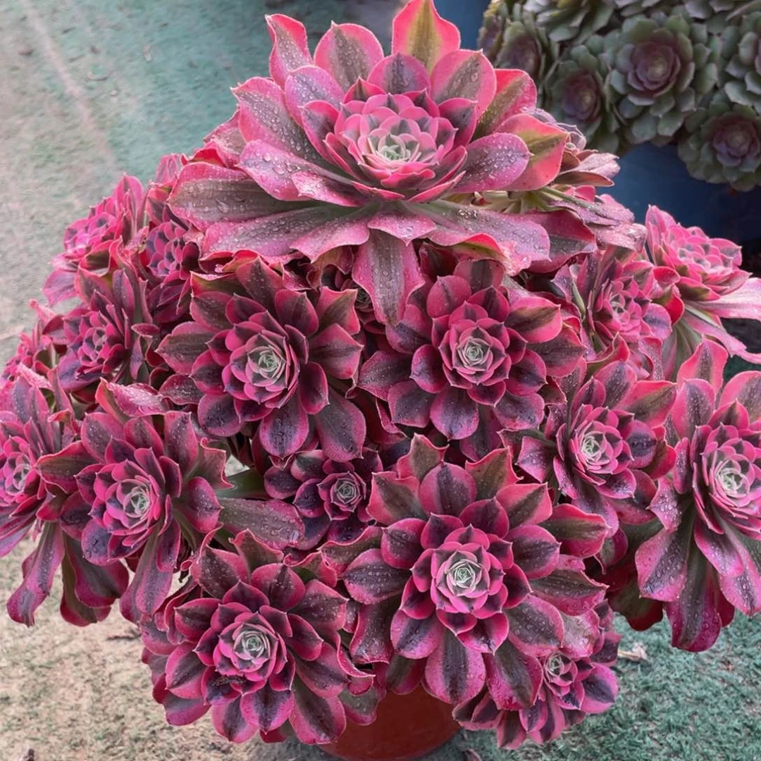 697七彩石精品法师多肉