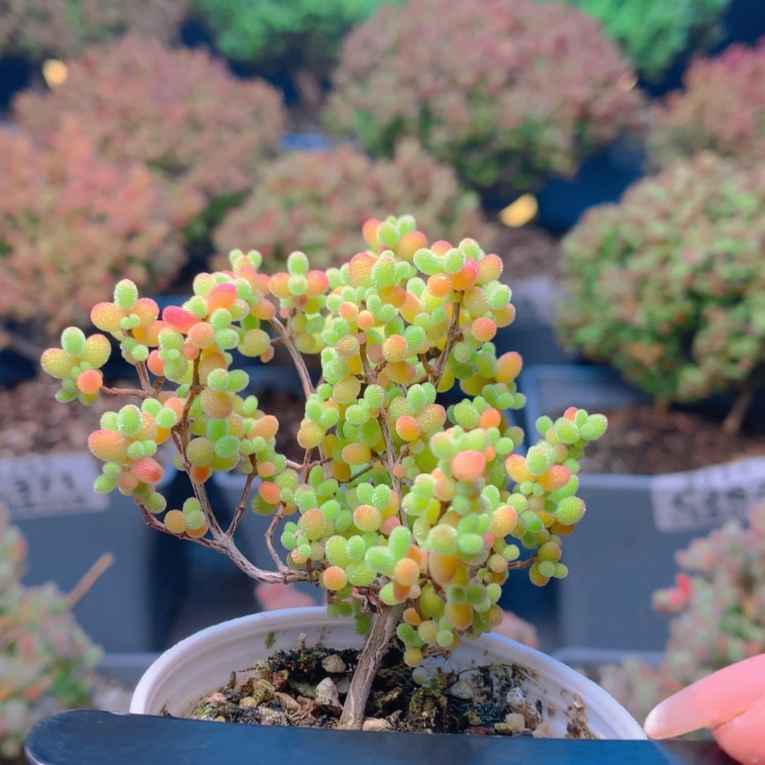 c375蜜橘糖球枝干番杏