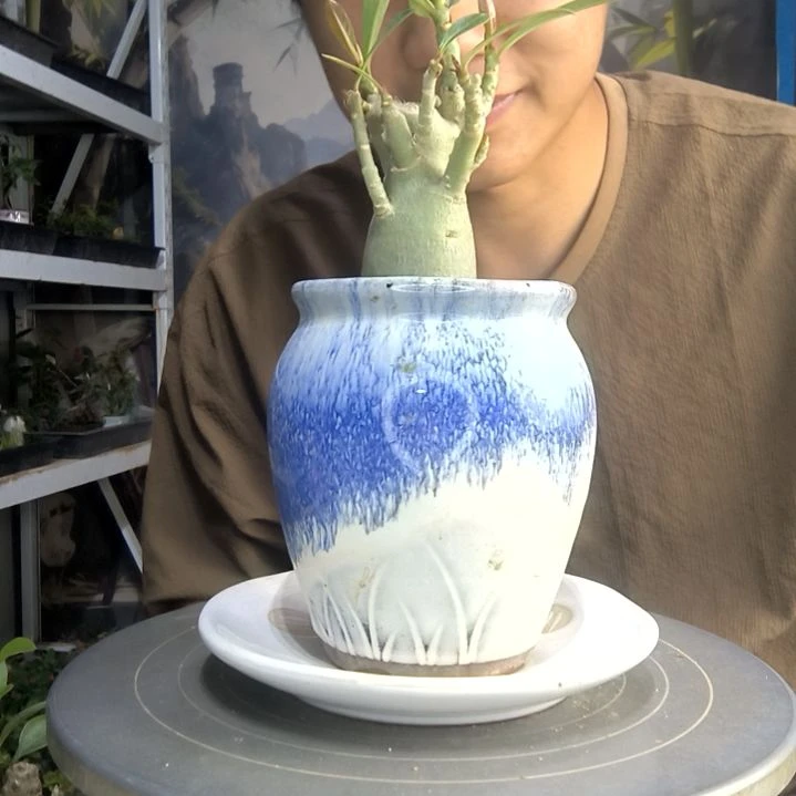 朝***季中青园艺一物一拍120