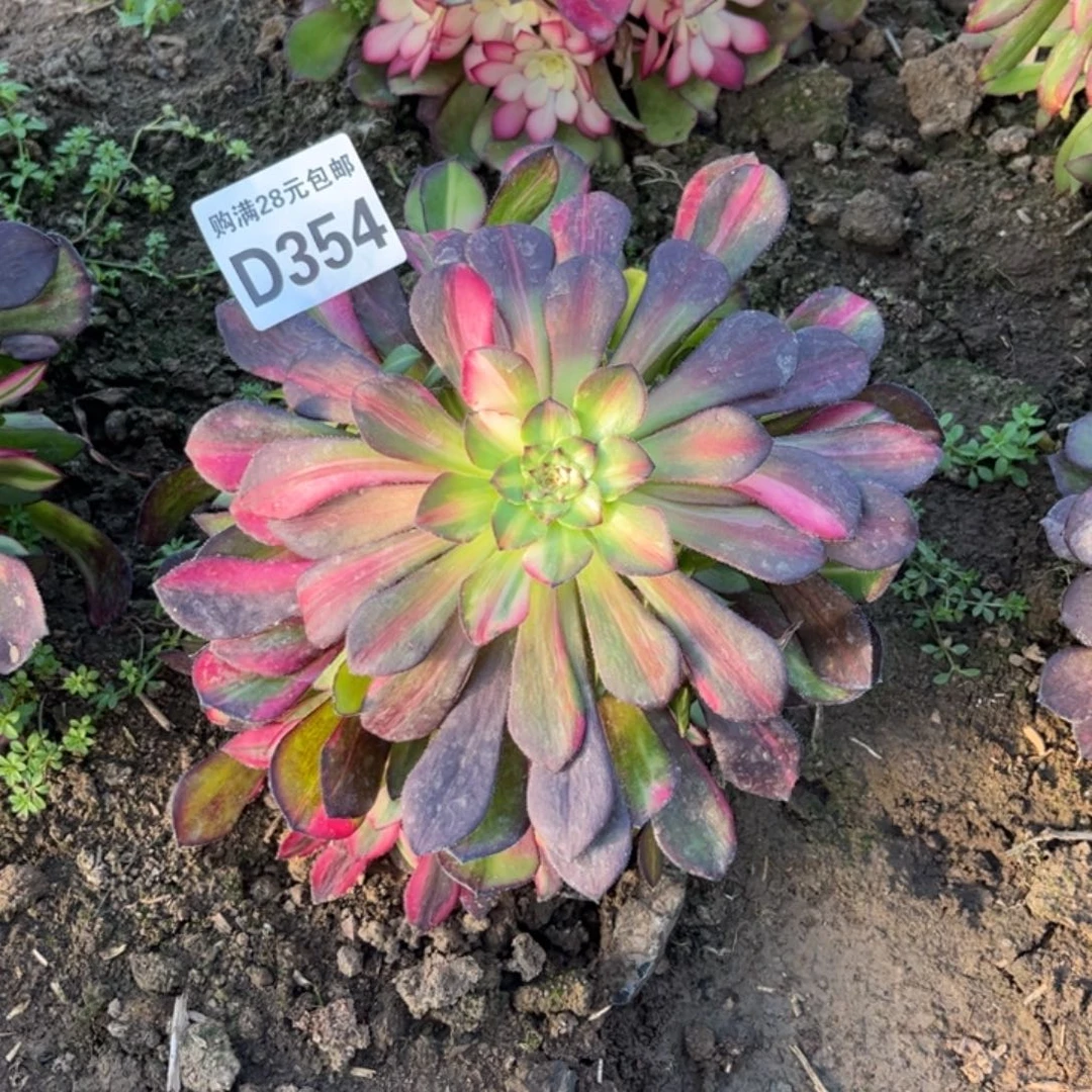 笑**开354多肉植物铜壶七彩