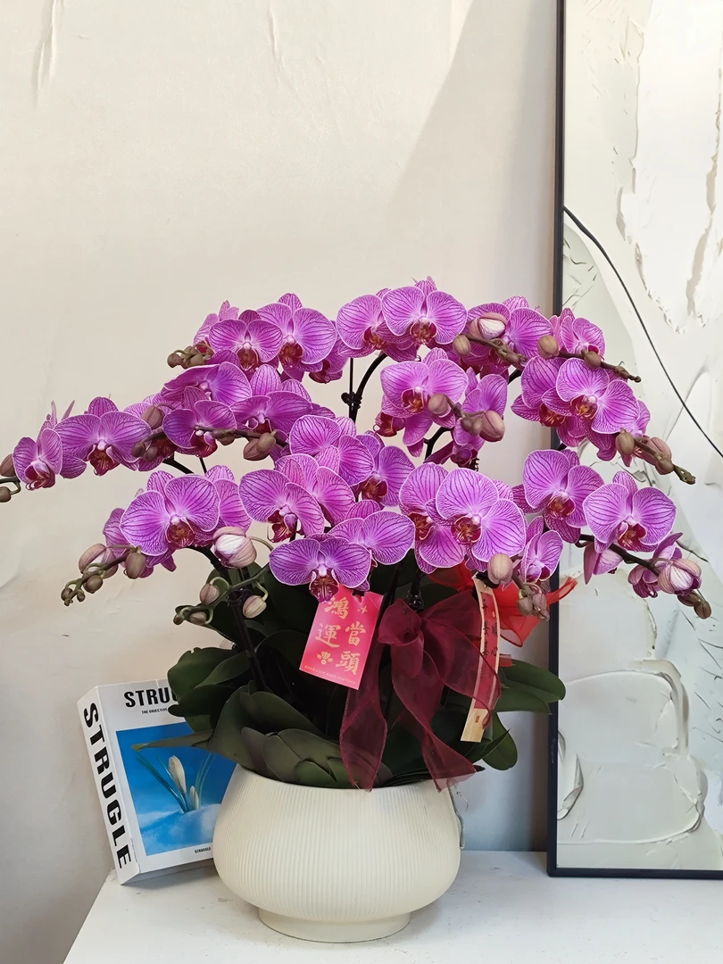 蝴蝶兰【鸿运】真花 秋冬耐寒花卉 四季开花 多样性发货