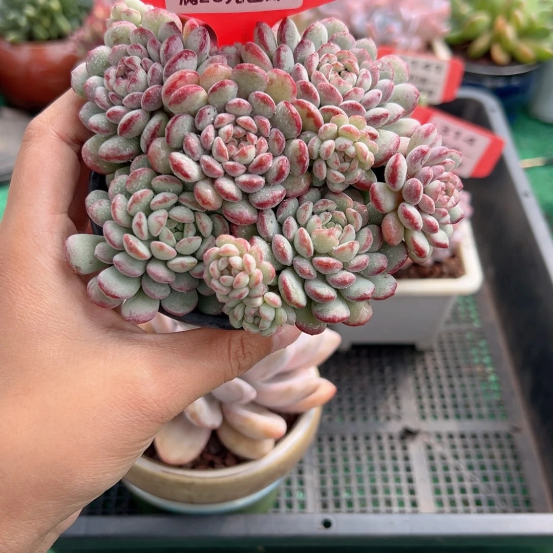 表妹精品多肉植物1150.
