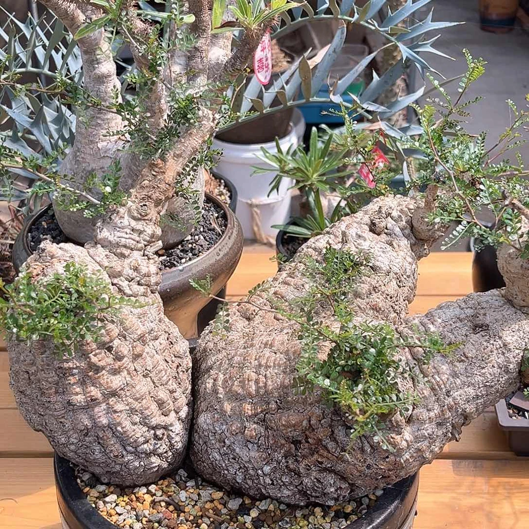 潮流植物精品产地象足漆树