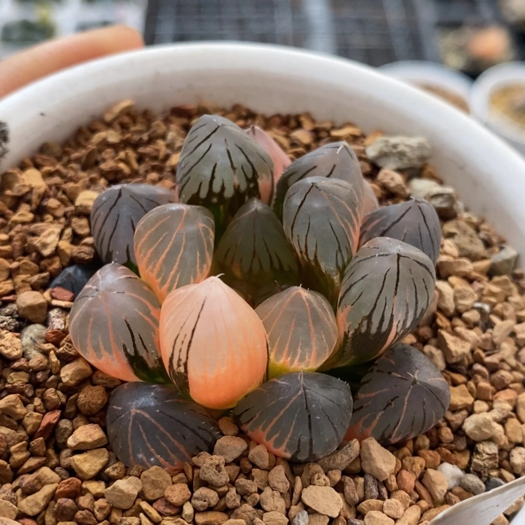 175号龙爪玉露锦多肉