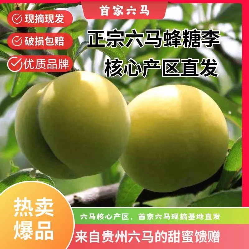 【大果】贵州镇宁六马正宗蜂糖李新鲜爆汁超甜现摘现发包装基地直发