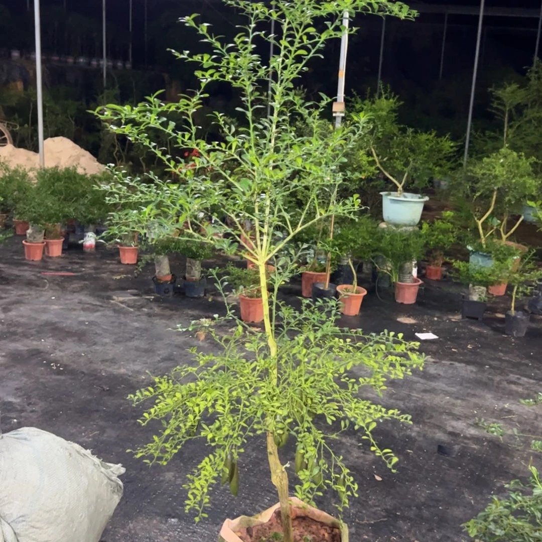 无花朵绿植盆栽植物花卉