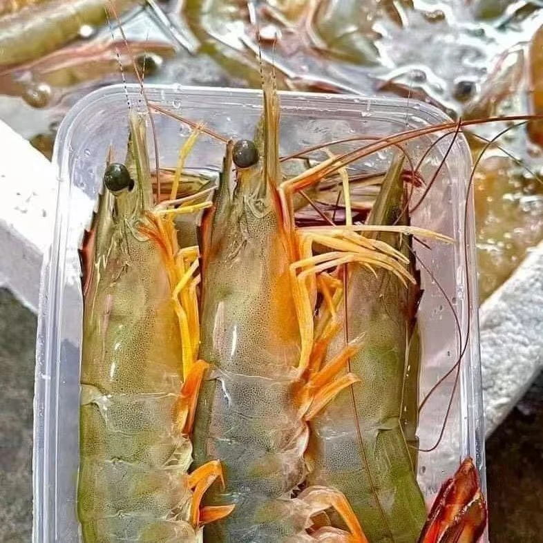码头直发 湛江海捕明虾