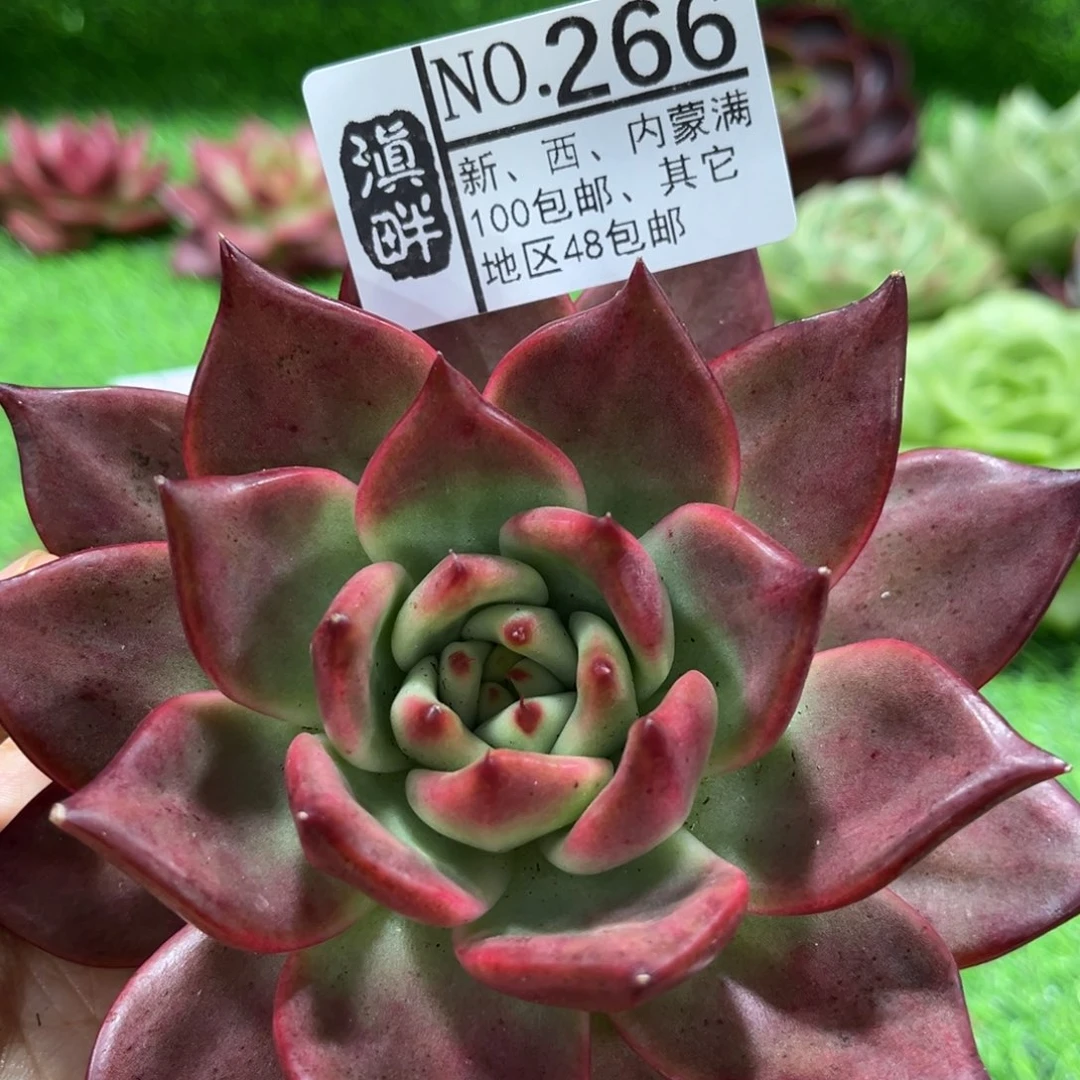 266……………………………………粉钻