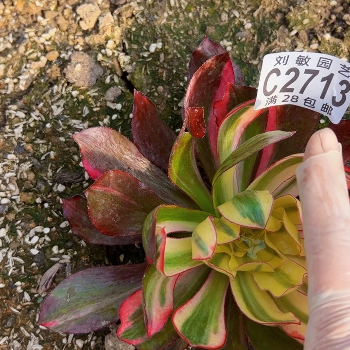 2713多肉植物法师法师