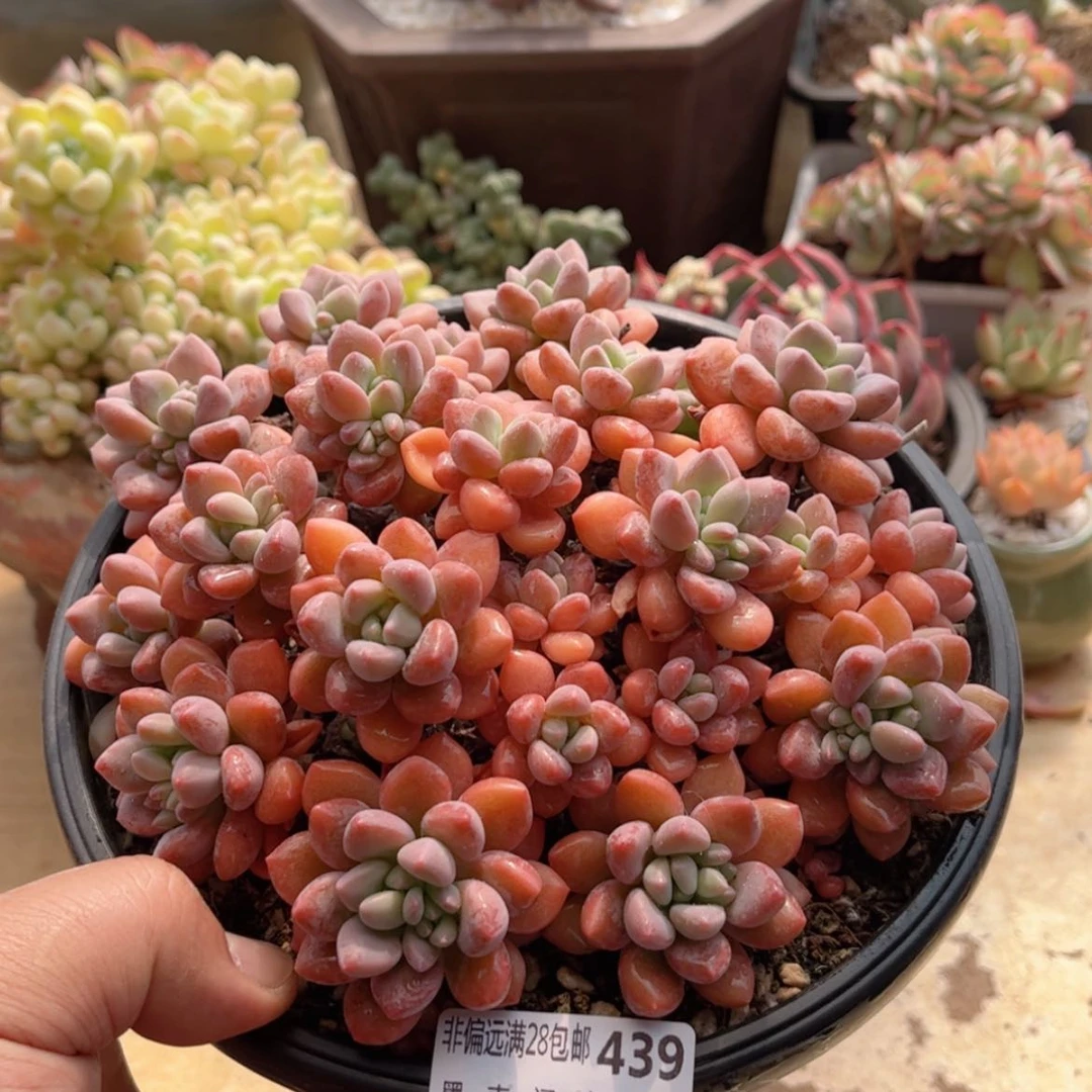 【闪购商品】439木糖醇