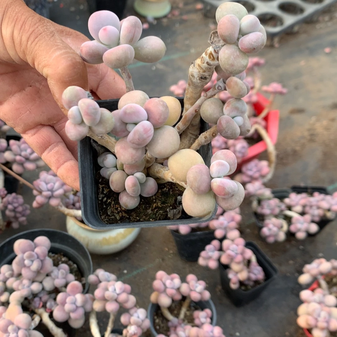 R***情桃蛋老桩不带盆57号