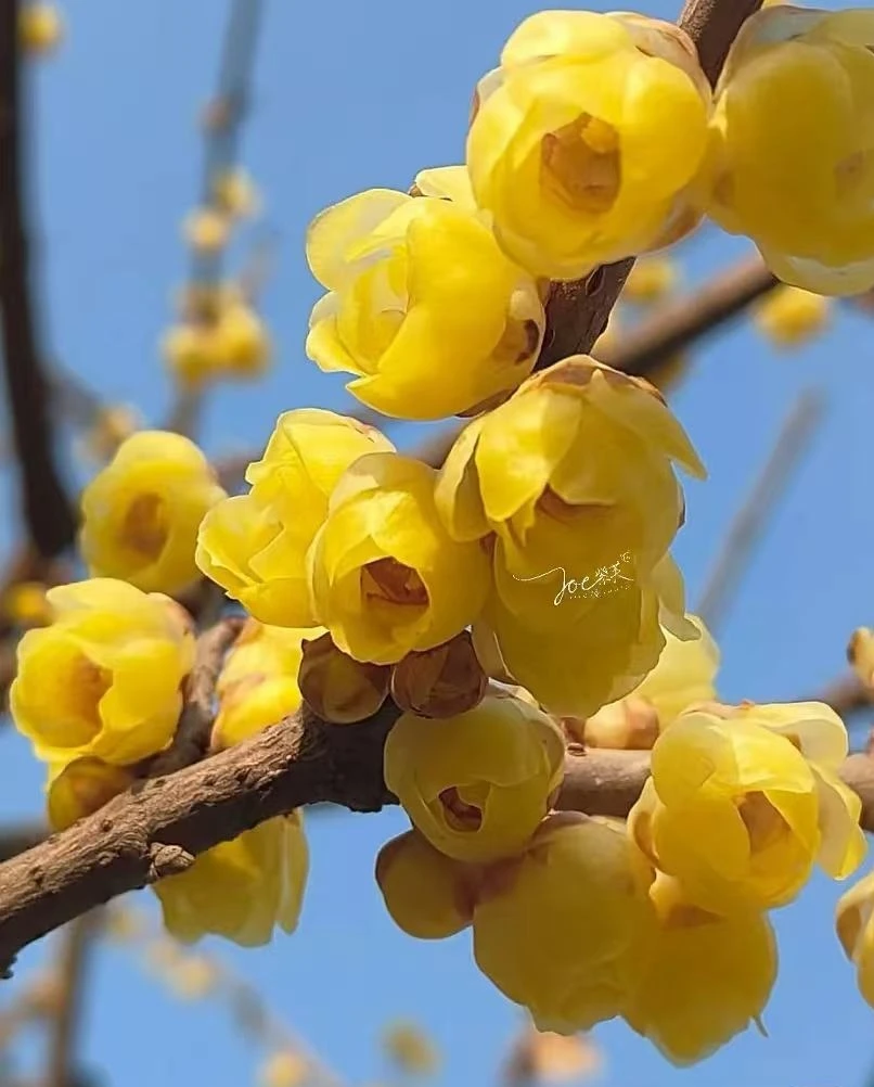 大腊梅 腊梅 带花苞浓香盆栽地栽阳台冬季开花耐寒