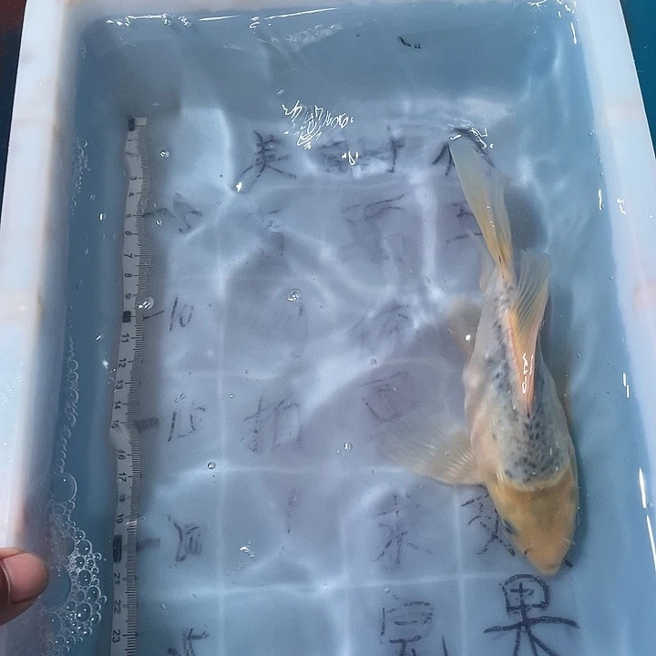 历***身蝴蝶鲤鱼渔场直发鱼缸