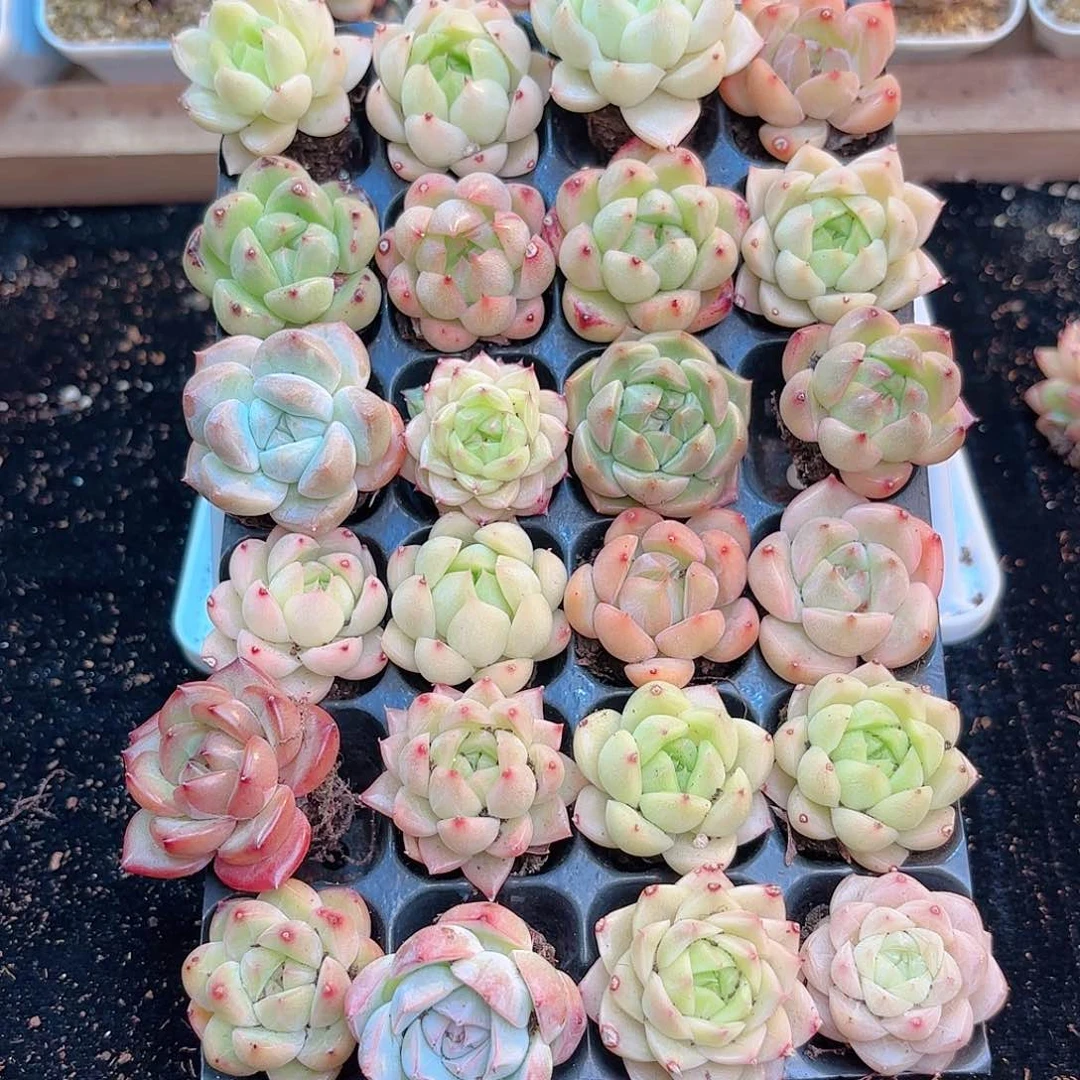 如图品质6颗新疆西藏内蒙不发货