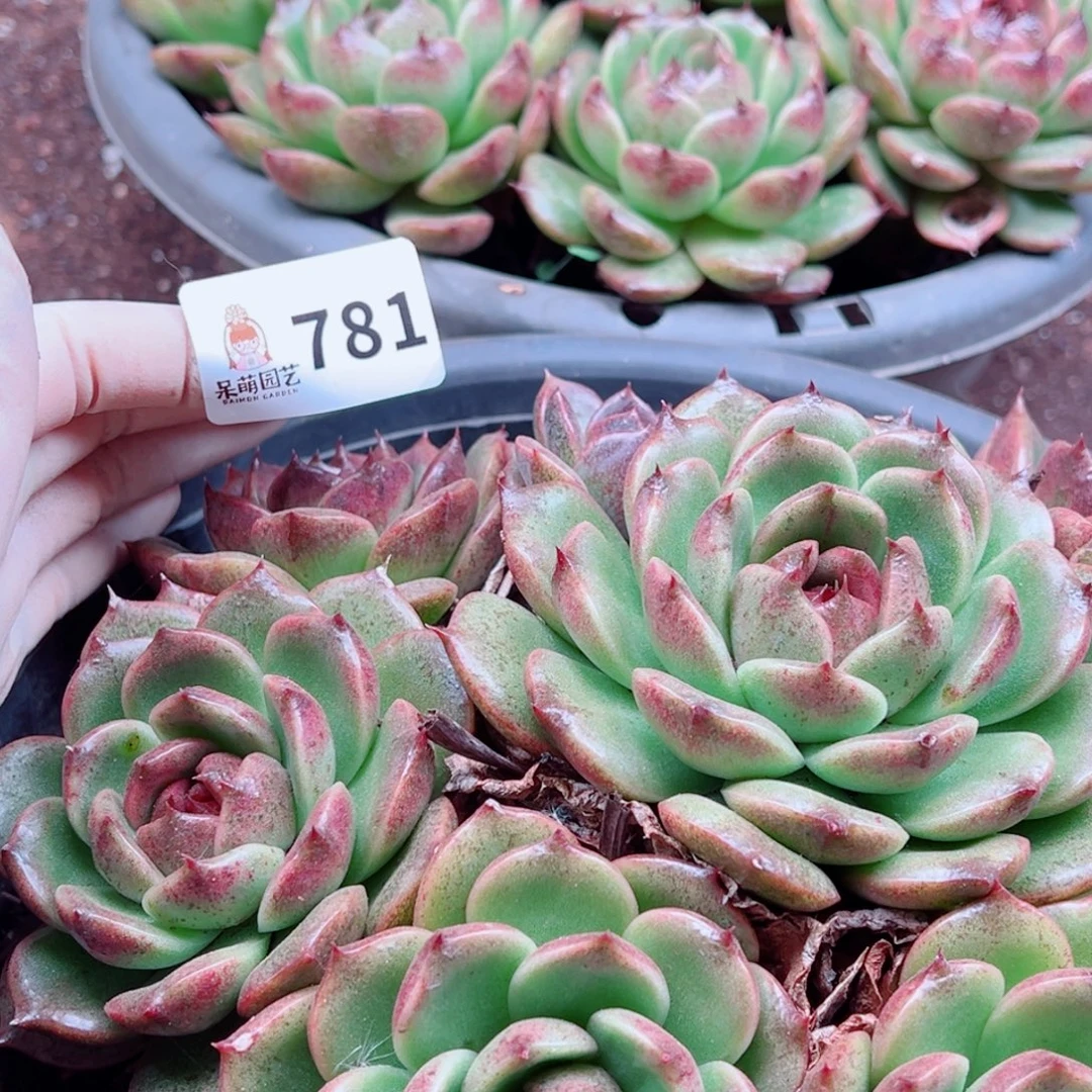 芽***呀多肉植物多肉植物