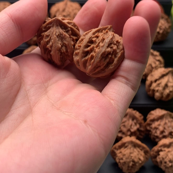 其他核桃秦岭山脉和黄土