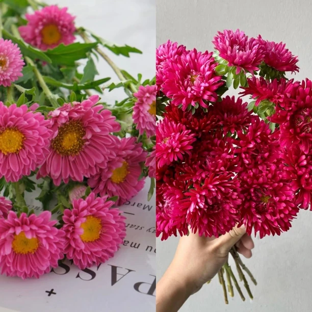 【两盆装】大花翠菊丛生盆栽花卉庭院阳台爆花强新手易养护