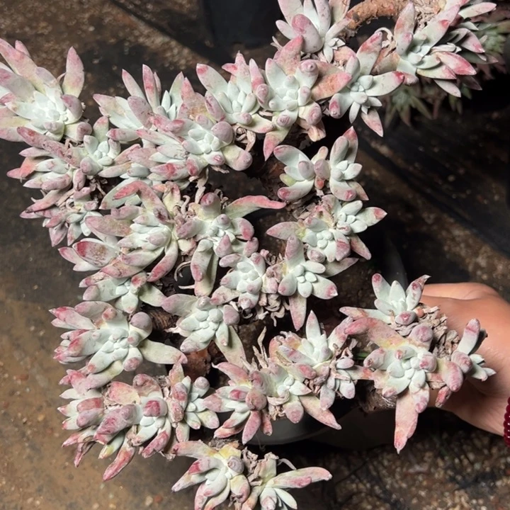 669哈哈哈哈哈哈哈哈哈