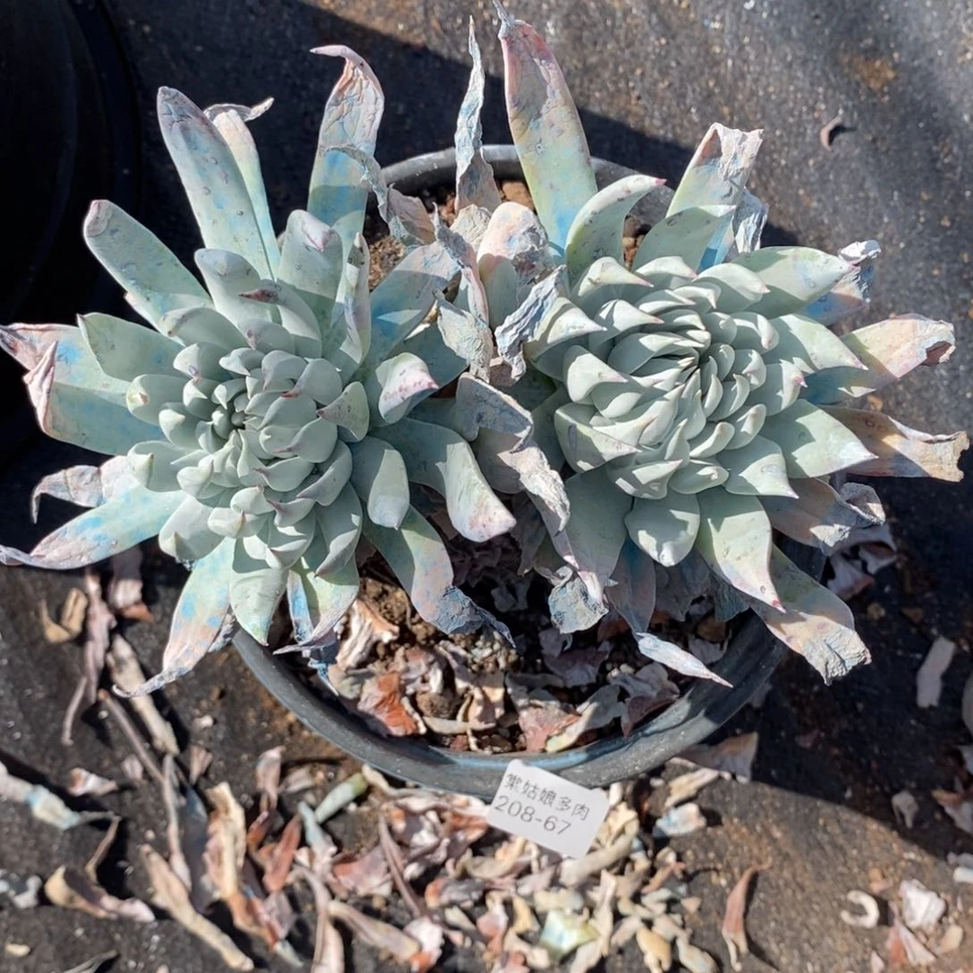 67号雪花粗腿子群多肉