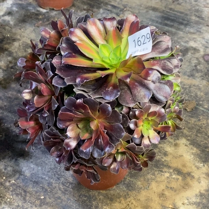 花娜锦多肉断头不包1629