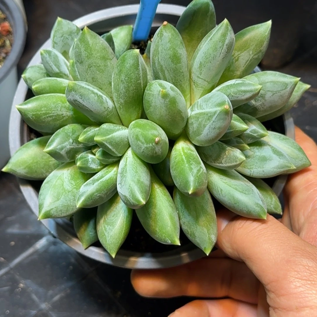 多肉植物彩胖体重楼064