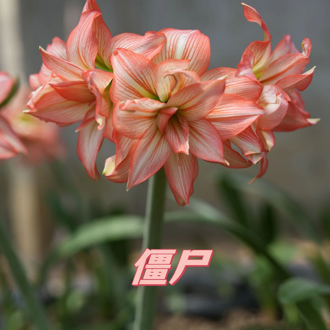 朱顶红 僵尸 种球 包对版