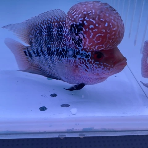 海水鸿运罗汉一条111