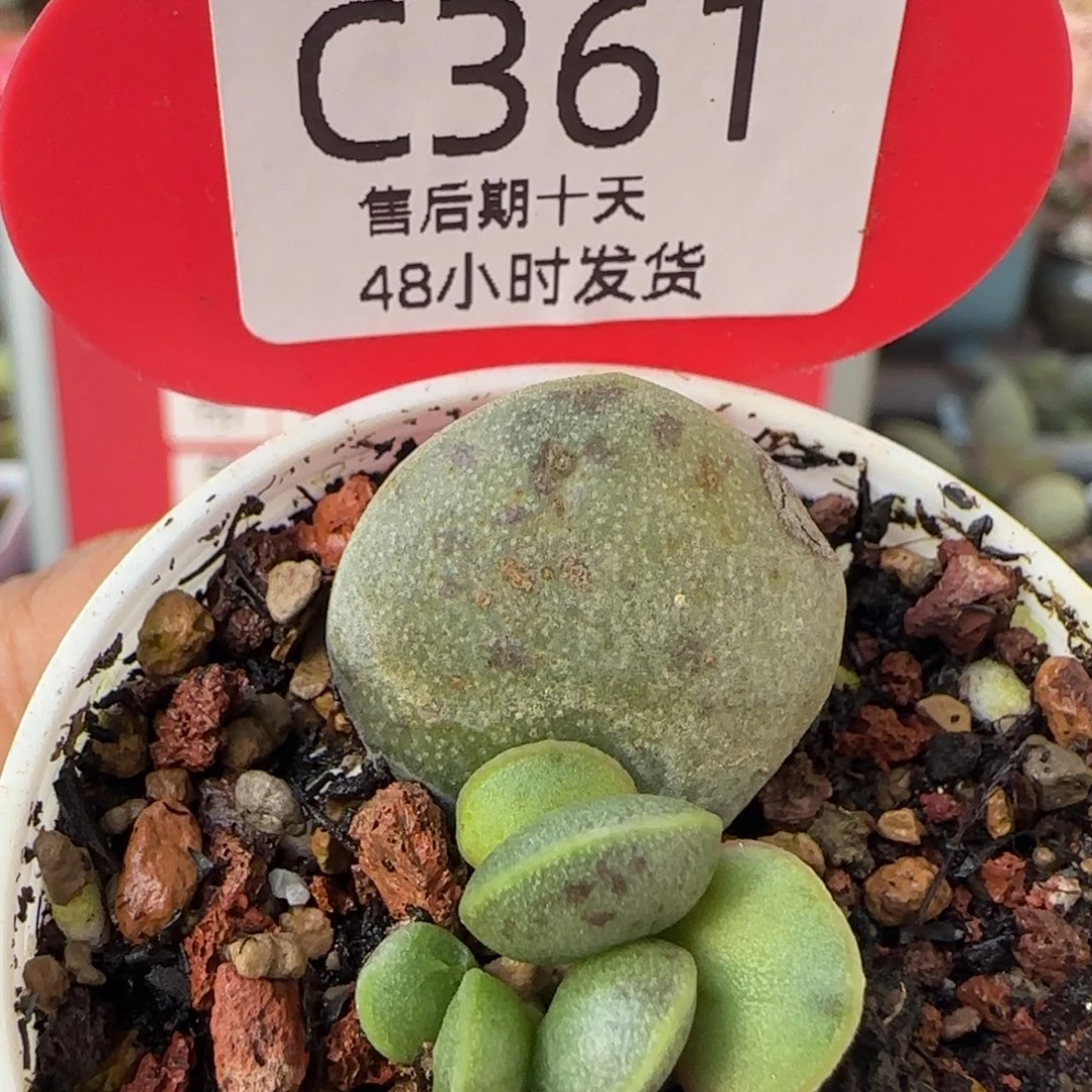 花蛋。    361。