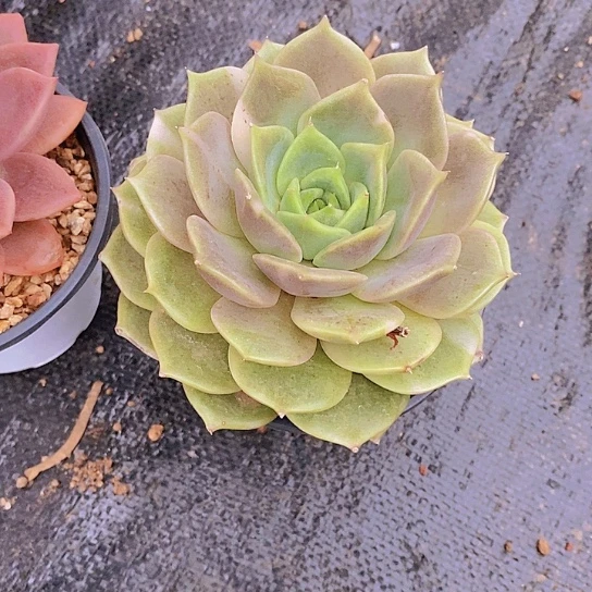 无花朵风**里贝加尔湖锦