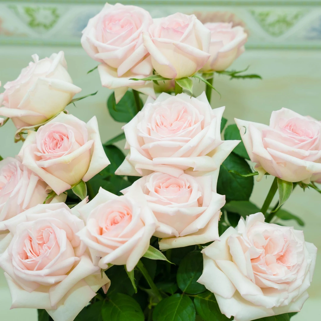 【唯爱花饰】粉荔枝玫瑰 一单包邮 云南昆明发货 16枝+4枝防损耗