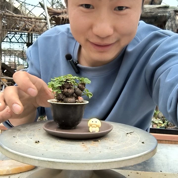 小盆景小植物一物一拍127