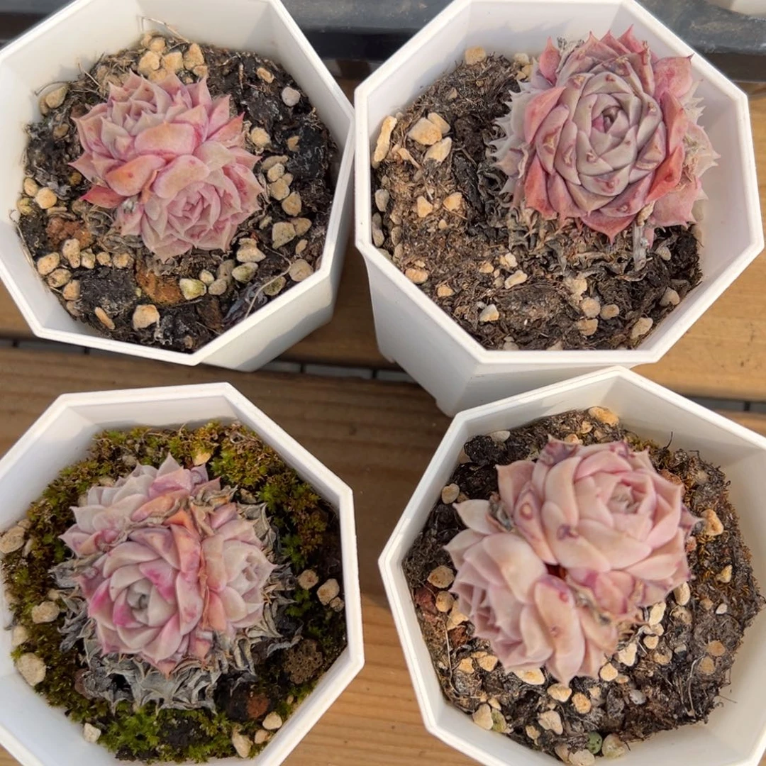 纯爱带盆    8888888