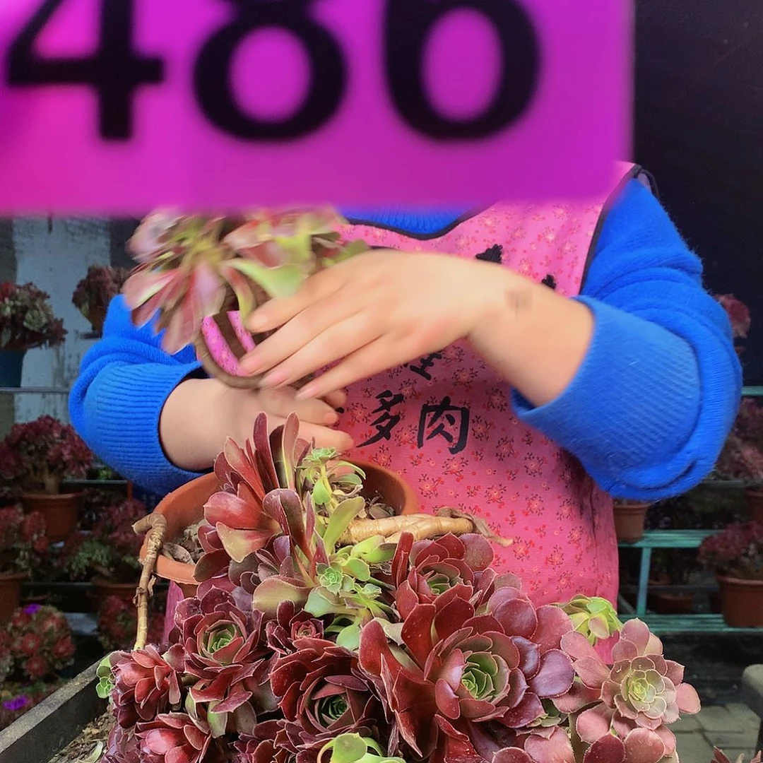 sssssssssssssssssss486