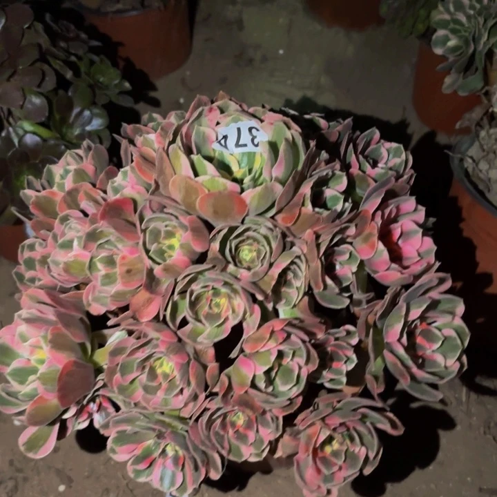 374青苹果多肉植物不售后