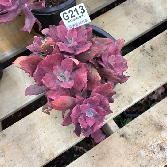 *****钻石锦213  全场默认微瑕 7-8天发货