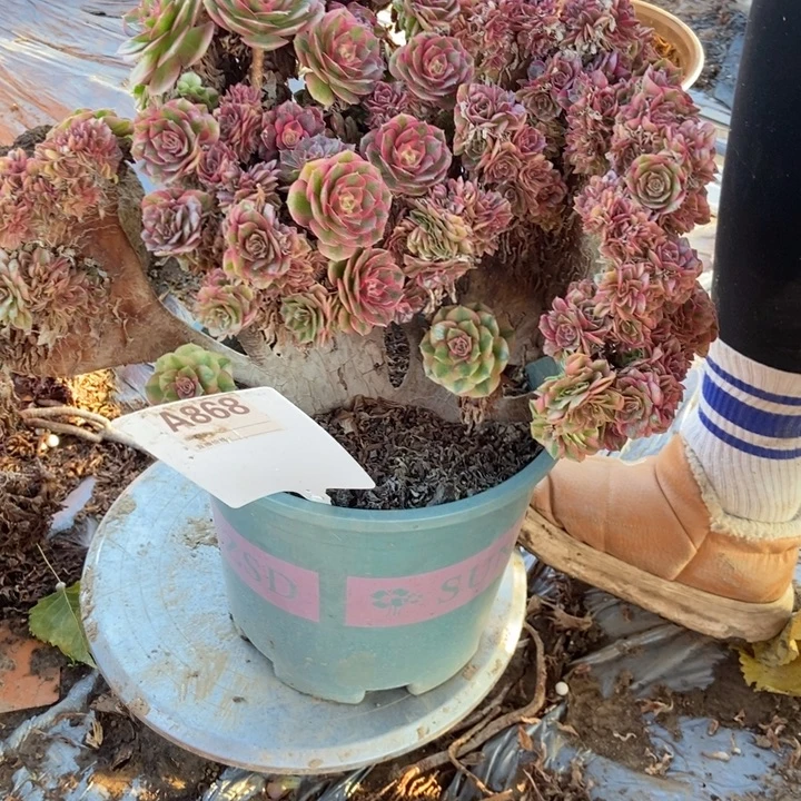 低***！A868力值缀化老住呗老蜜糖