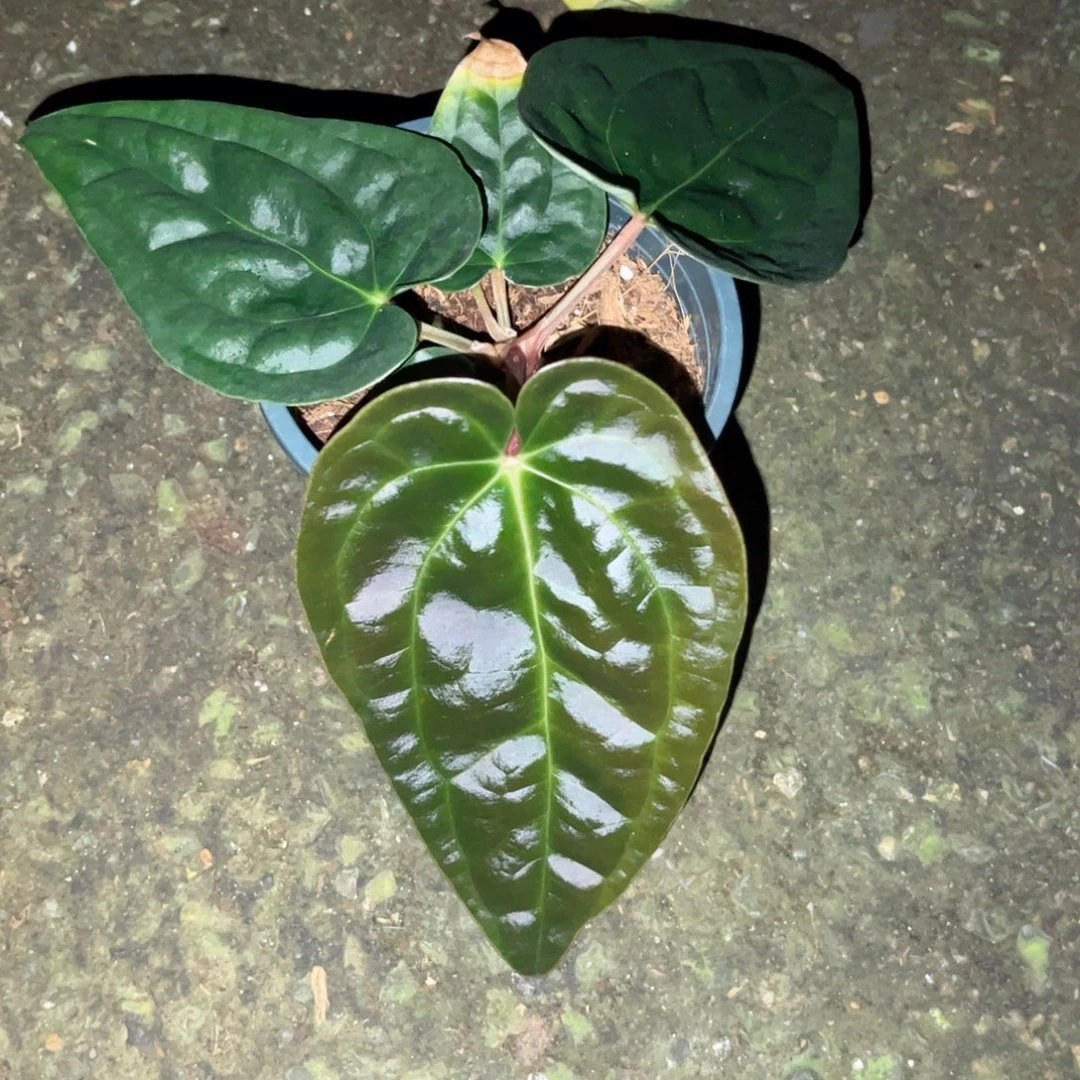 完全开放奢华杂帝王