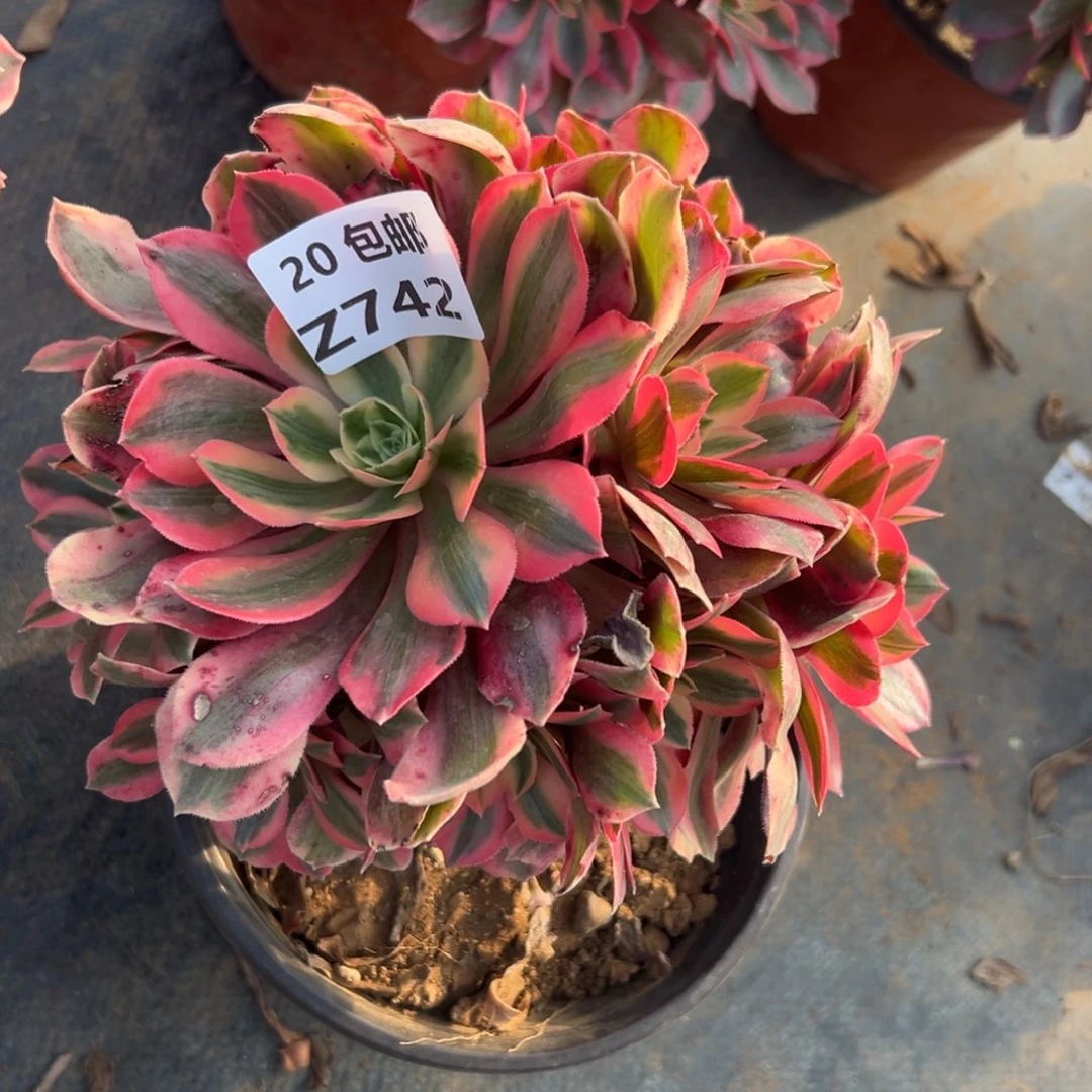 742女妖，满20包邮