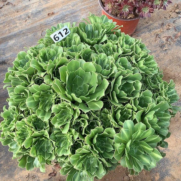 多肉植物翡翠琉璃朵朵612