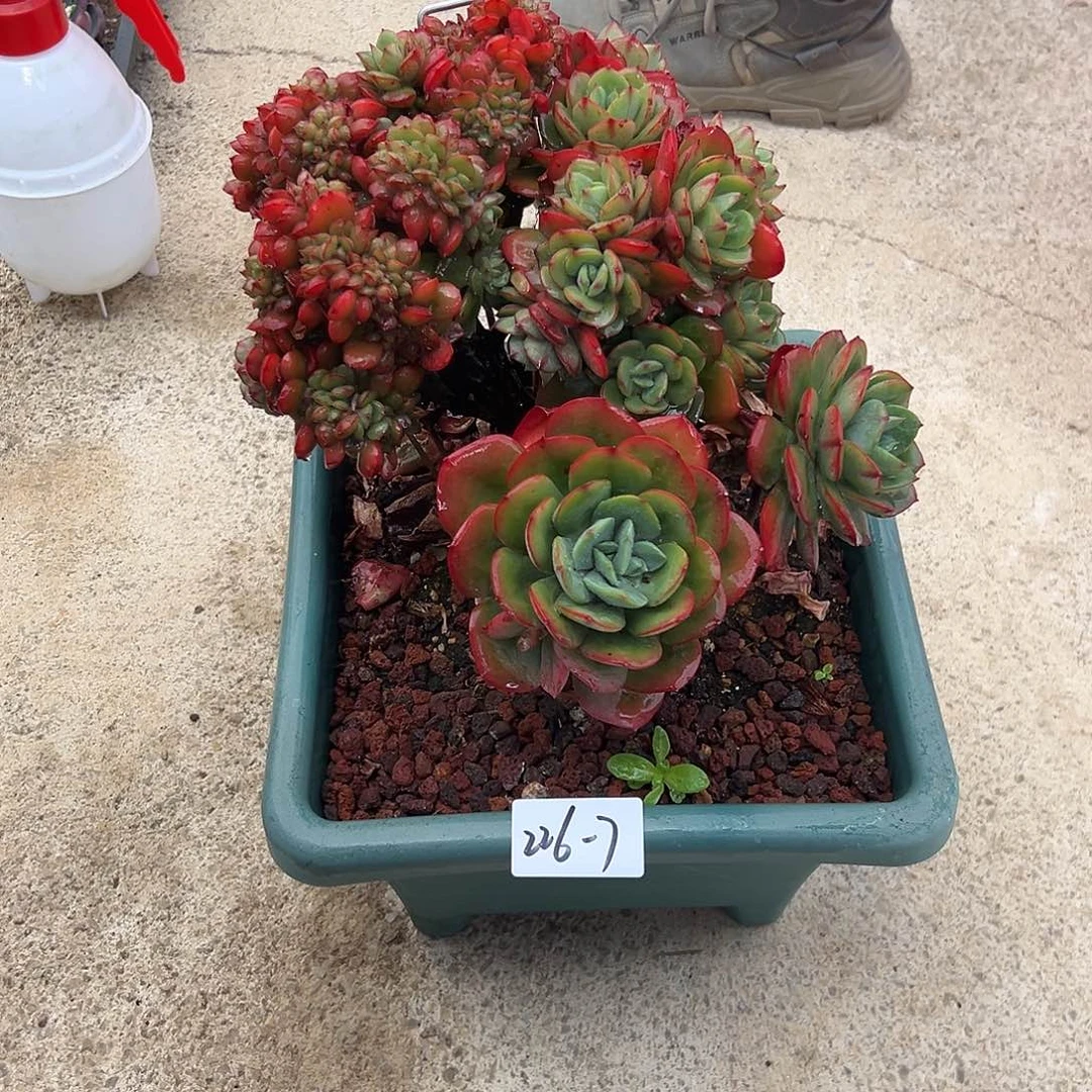 L**A226-7天鹅绒缀多肉寄养