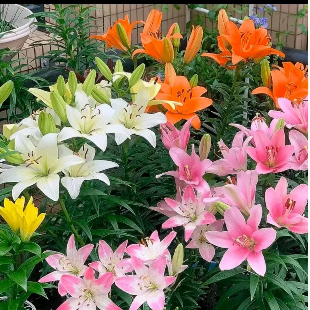 香水百合花带芽种球耐热耐寒四季开花盆栽地栽室内外阳台花卉绿植