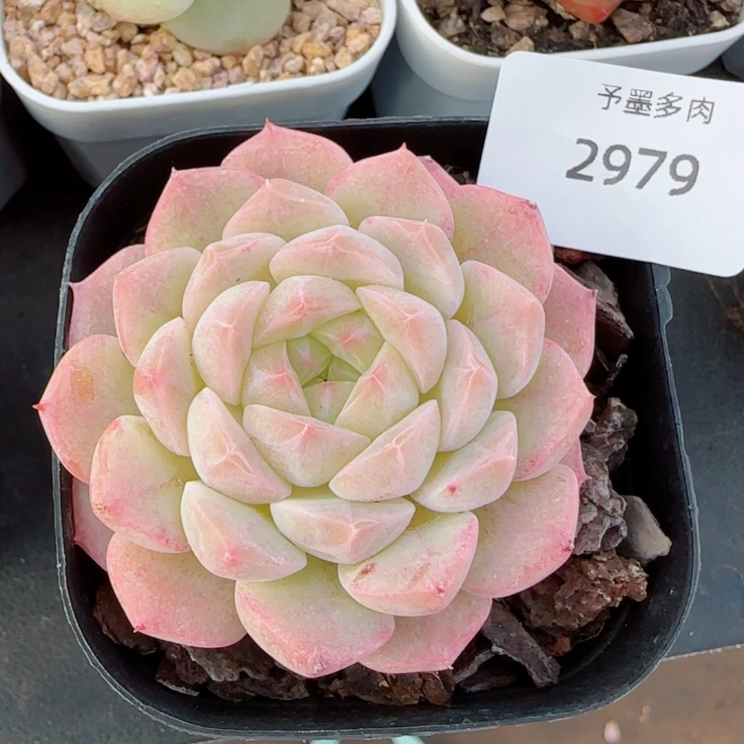 白桃汽水，2979多肉植物